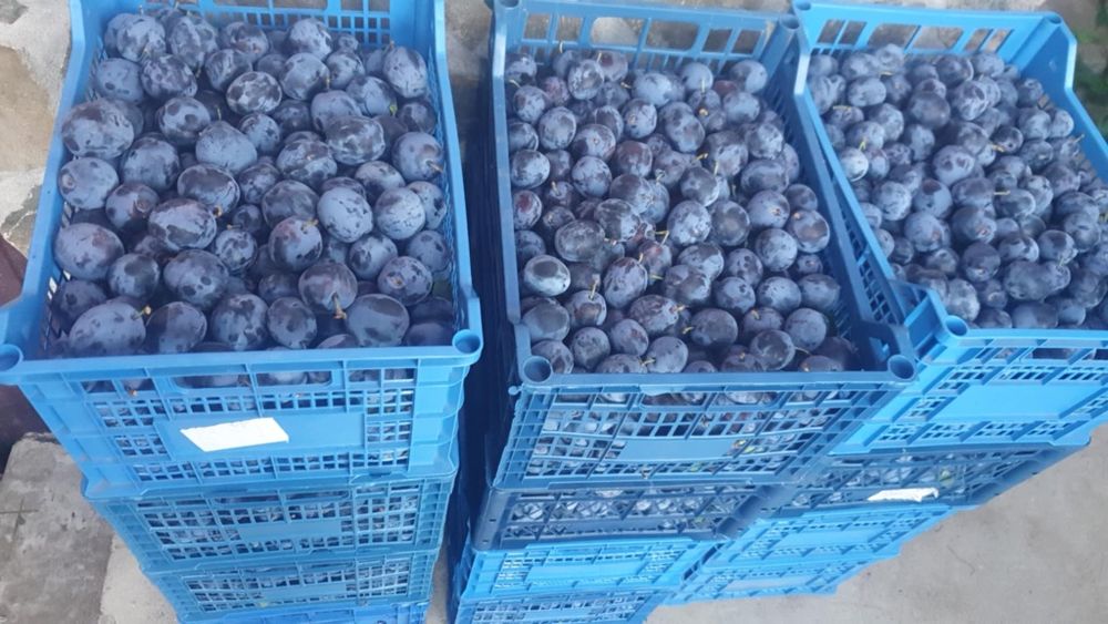 Prune de vanzare!!! Pentru consum