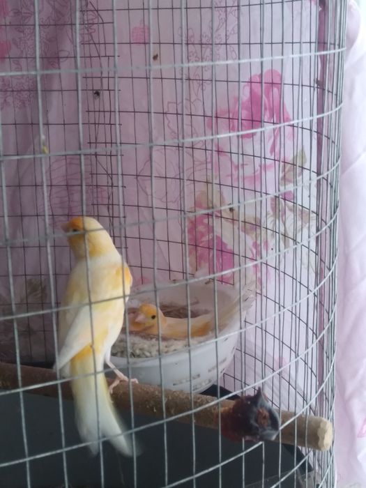 Канарека сотилади