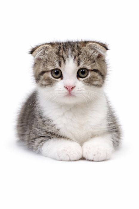 Котята Скотиш фолд