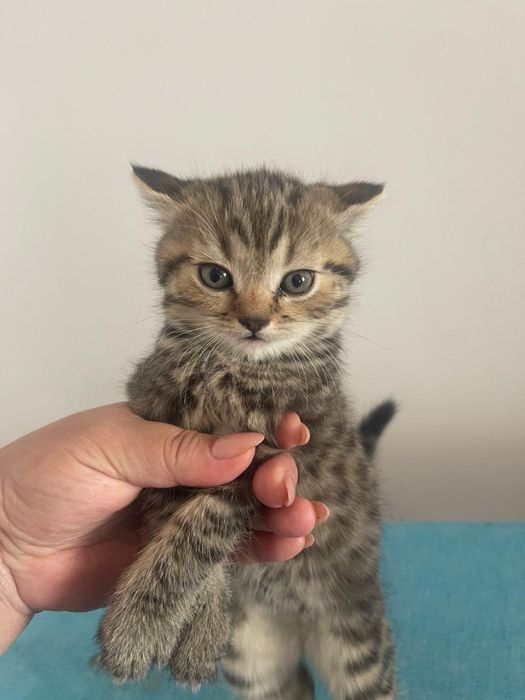 Шотландский вислоухий кот