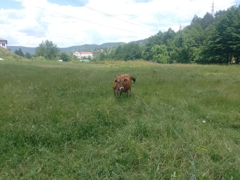 Продавам юница Джерсей на 1 година и 3 месеца