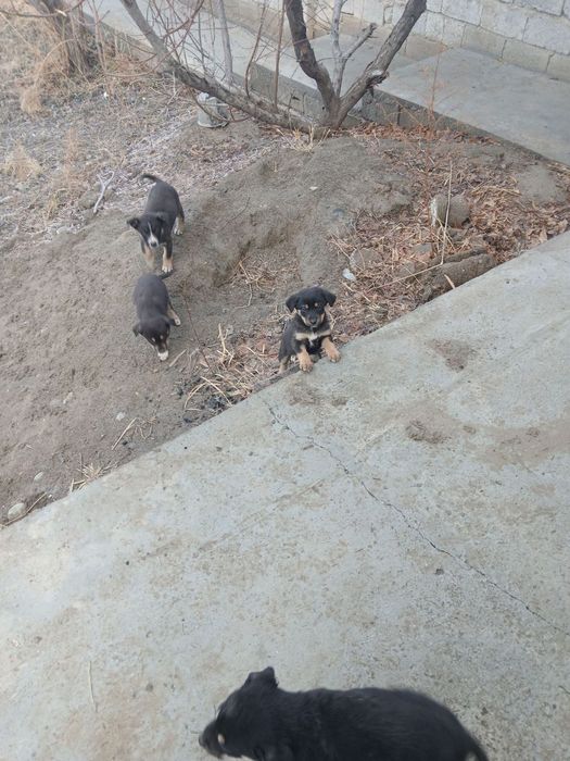 Отдам щенят бесплатно