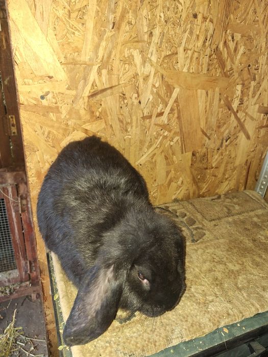 Vând pui berbec german