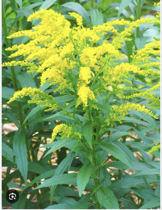 Декоративное растение Золотарник