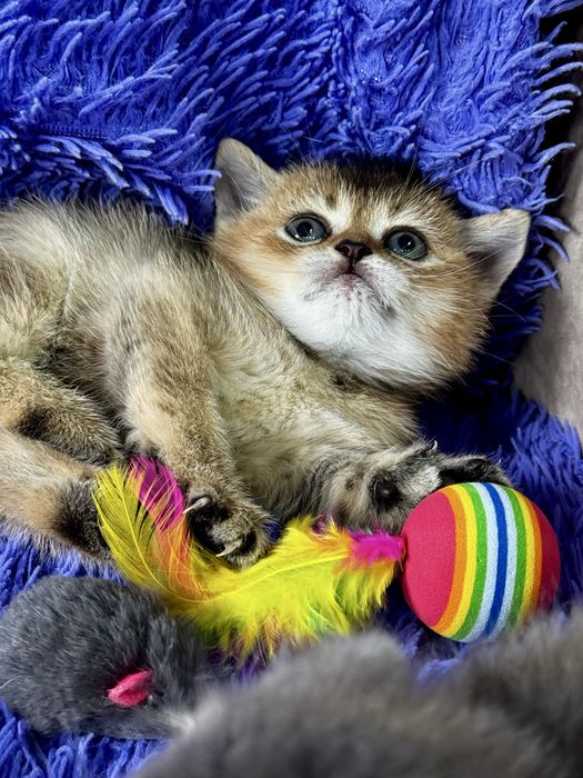 шиншилла золото серебро