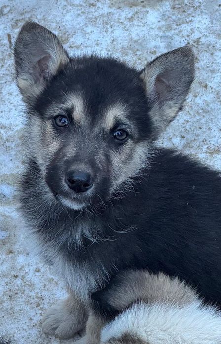 Отдам хвостиков в добрые руки