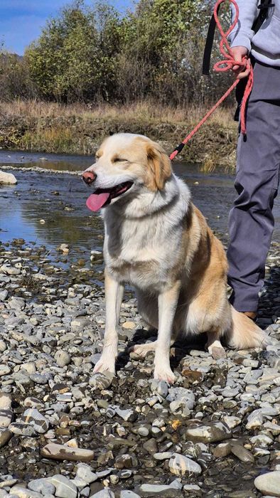 Ofer spre adoptie catelusa iubitoare