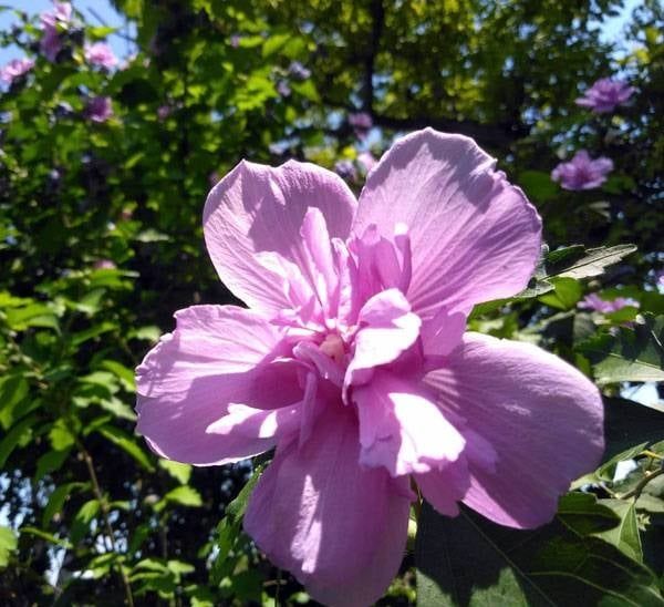 Хибискус Кичест 4 налични цвята