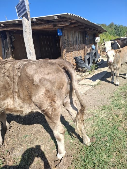 Vand juninca 1 an jumatate