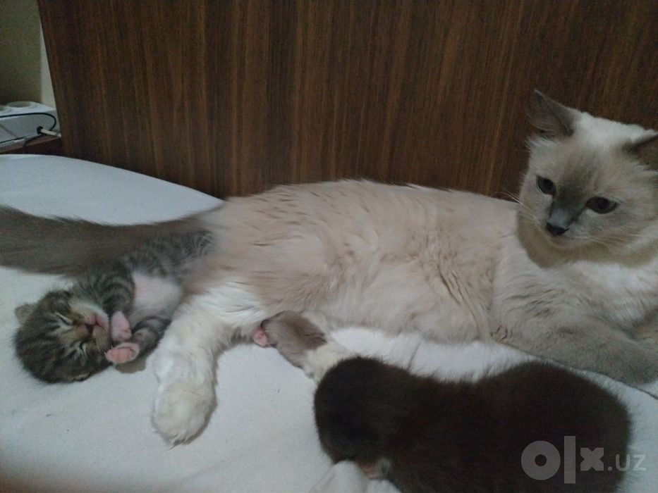 Котятки продаются