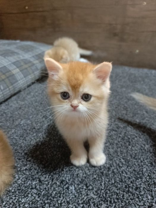 Zalatistiy shinshila ny12lar sotuvda