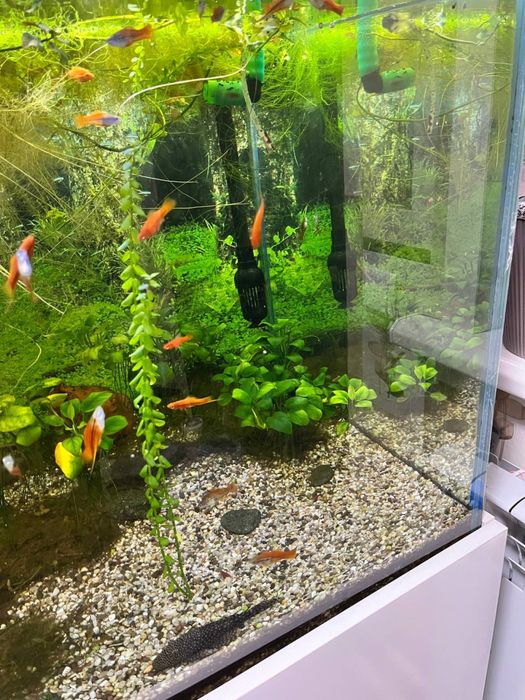 Аквариум с рыбками