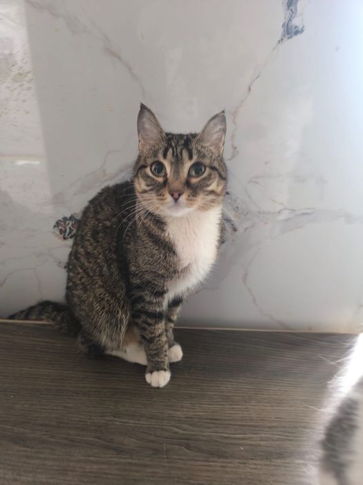 Ищем семью коту Феофану, британец экзот