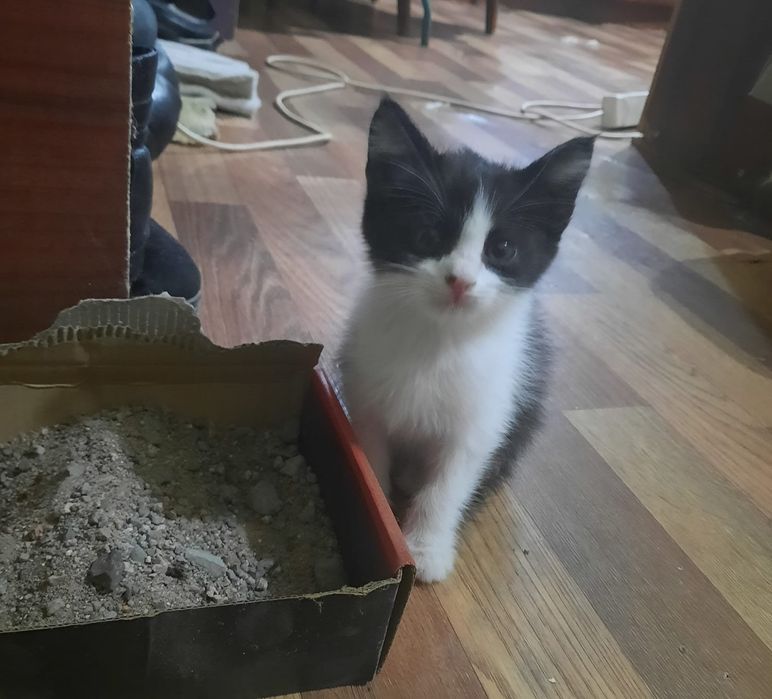 Отдаю котёнка в добрые руки