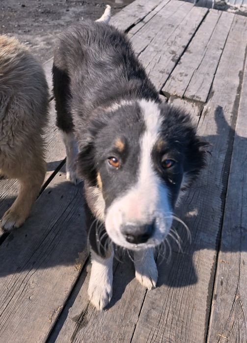 Собака щенок девочка 3 месяца