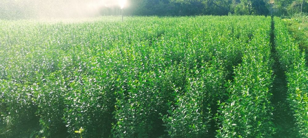 Лигуструм - жив плет