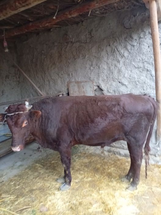 Buqa sotiladi narxni kelishamiz