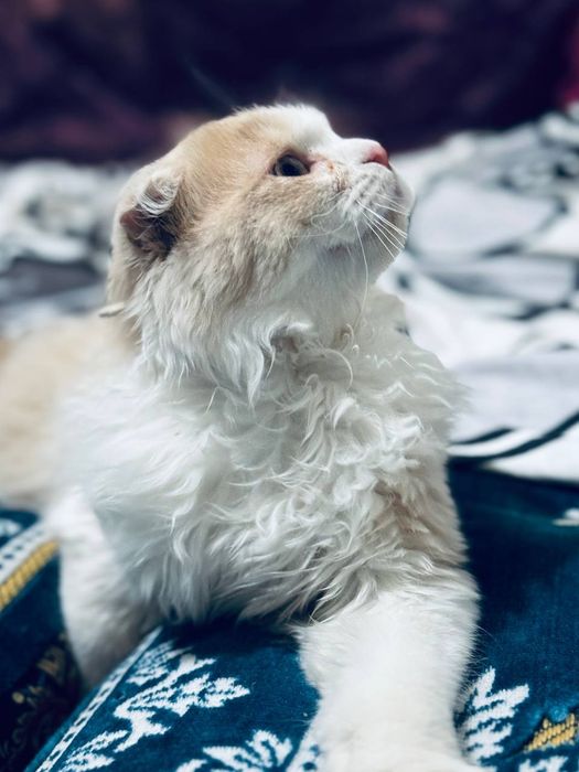 Продается котенок!