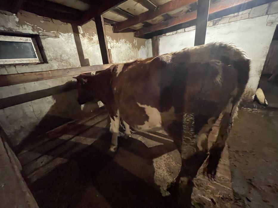 Продается корова