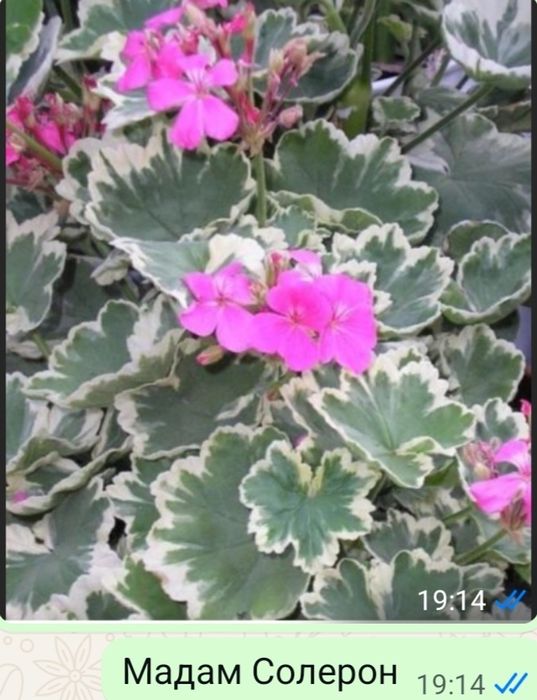 Продам комнатные пеларгонии
