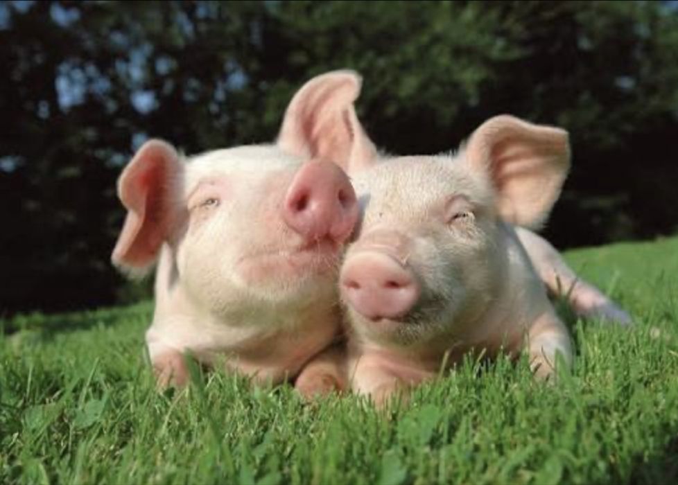 Продавам малки прасенца