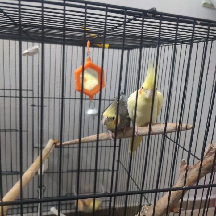 попугаи кореллы 2шт самка и самец