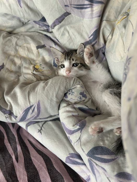 Котенок СРОЧНО!!!