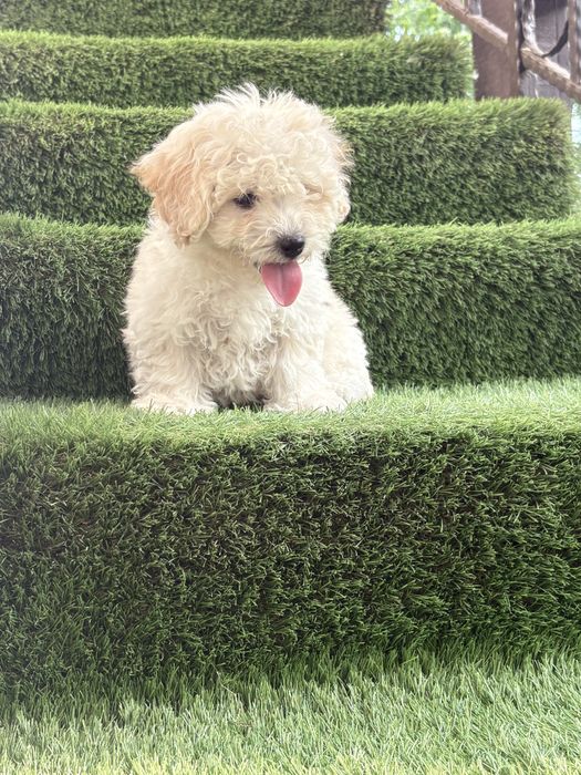 Maltipoo mini toy