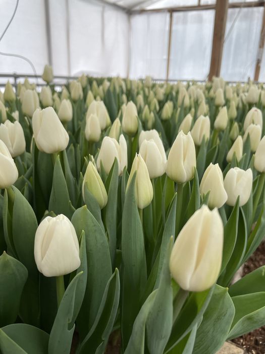 Тюльпаны к 8 марта