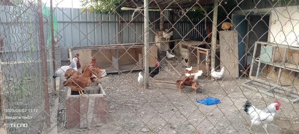 Продам курей и петухов