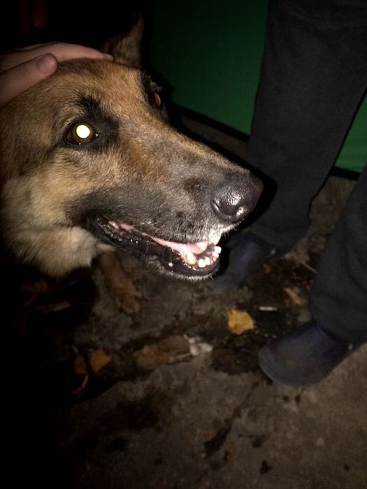 Намерена изгубена немска овчарка без нашийник