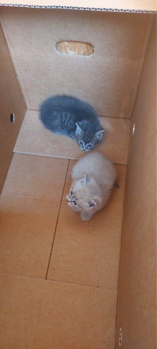 Отдам котенка в добрые руки бесплатно
