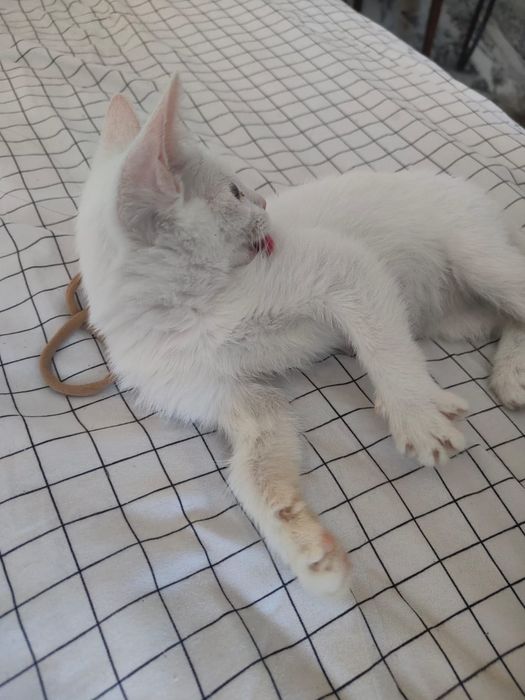 Котенок девочка,2 месяца