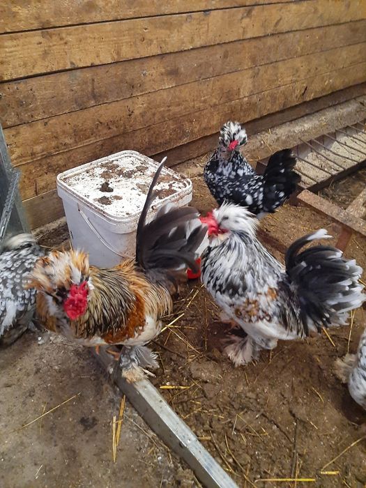 Струмски бантам!