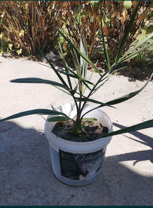 Лечебный Алоэ Вера