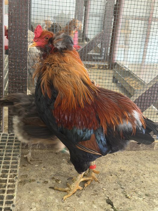 Cocoși Araucana și Wyandotte 2025
