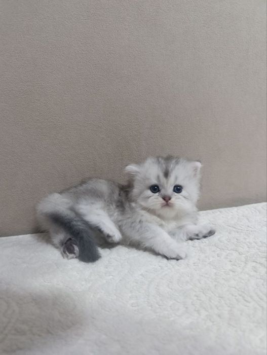 Продаются котята шотландской породы
