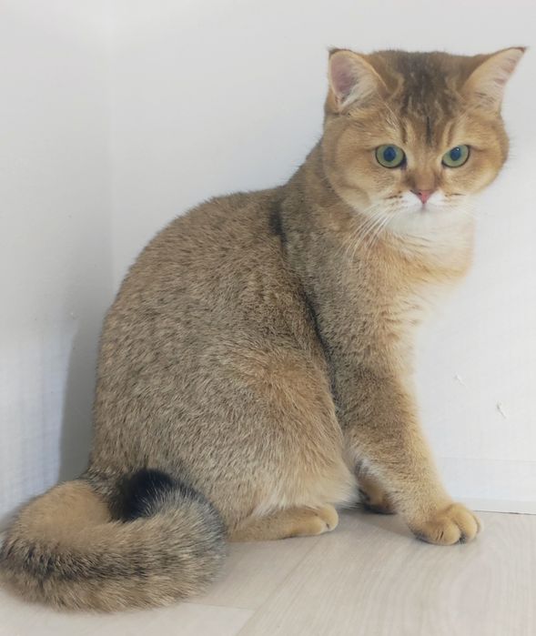 Британские шиншиллы золото 8 мес