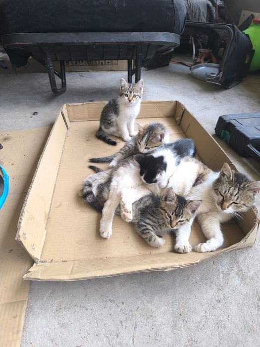 Отдам котят в хорошие руки