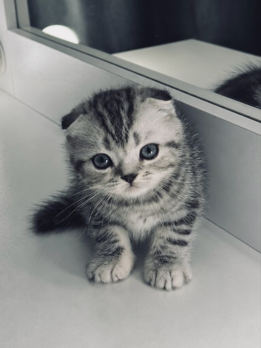 Вислоухие котята