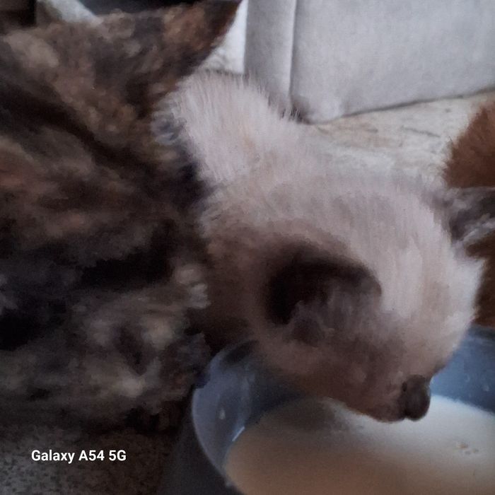 Отдам катят бесплатно в добрые руки