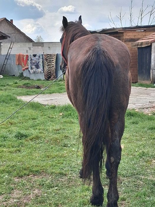 De plecare Urgent cal cuminte bun de căruță ideal pentru gospodărie
