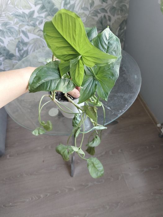 Отдам в добрые руки лианы