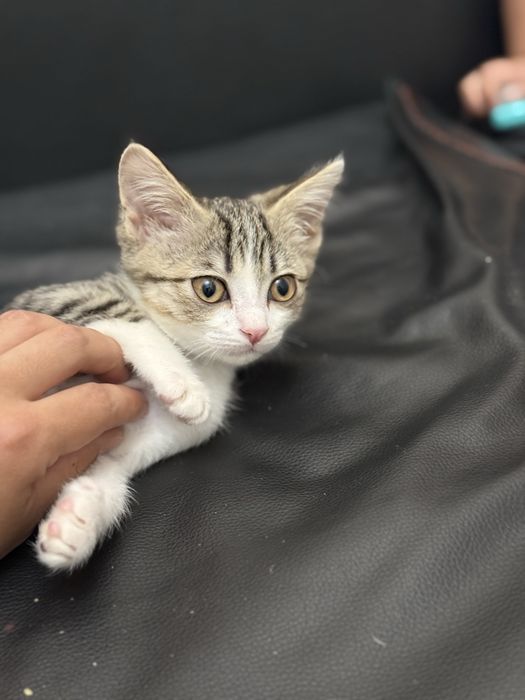 Отдам котенка в хорошие руки