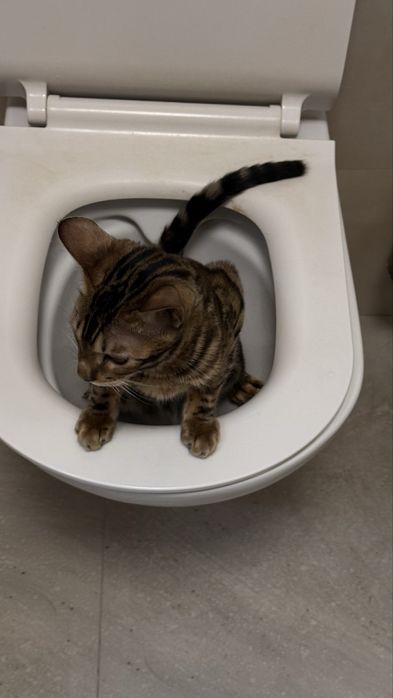 Кошкин лоток новый