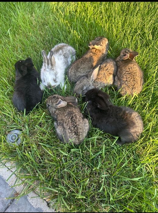 Pui de iepure disponibili doar pe Maro restul sunt vânduți