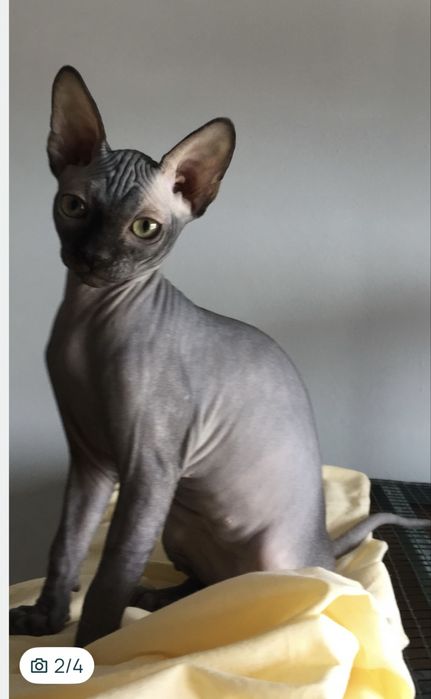 Pisici sphynx fara par