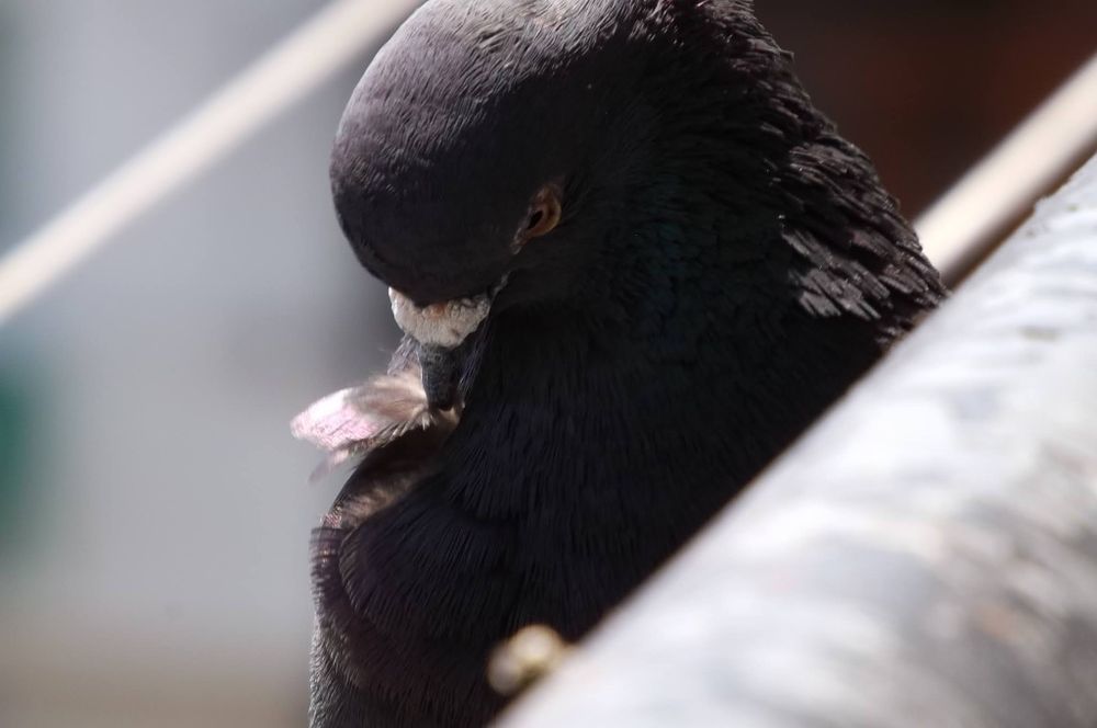 Фотоапарат Fujifilm finepix S4200