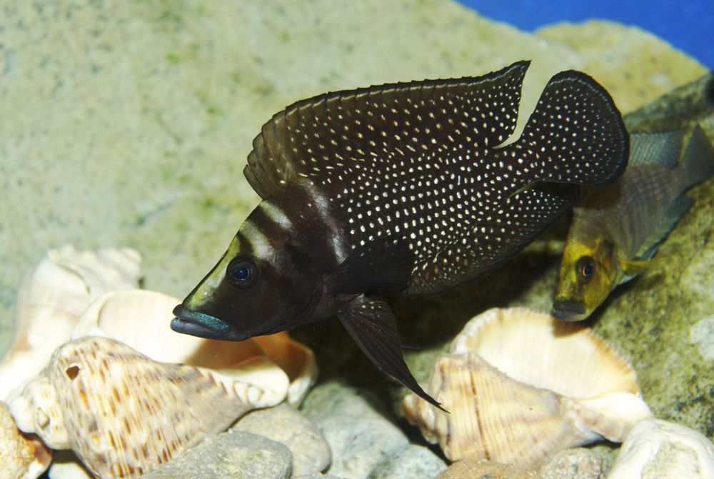 Альтолампрологус кальвус