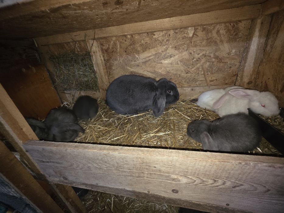 Femela berbec german, cu 6 pui
Puii au varsta de 1 luna
Mai multe de